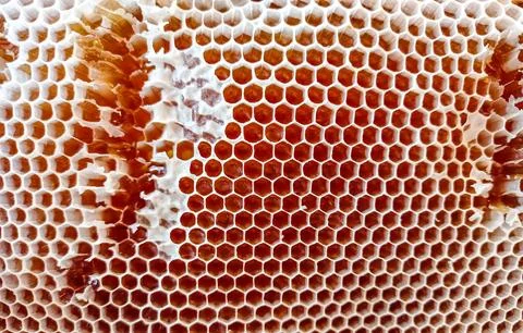Honey frame texture close up Stock Photos