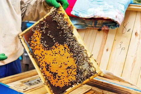 Honey in frame. texture design. Stock Photos