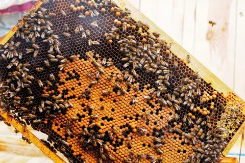 Honey in frame. texture design Stock Photos
