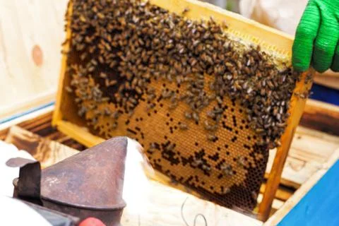 Honey in frame. texture design. Stock Photos