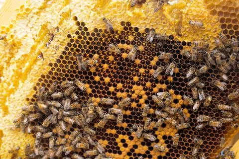 Honey in frame. texture design Stock Photos