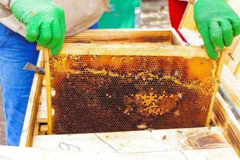 Honey in frame. texture design. Stock Photos
