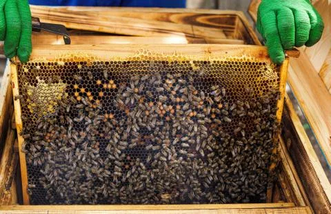 Honey in frame. texture design. Stock Photos
