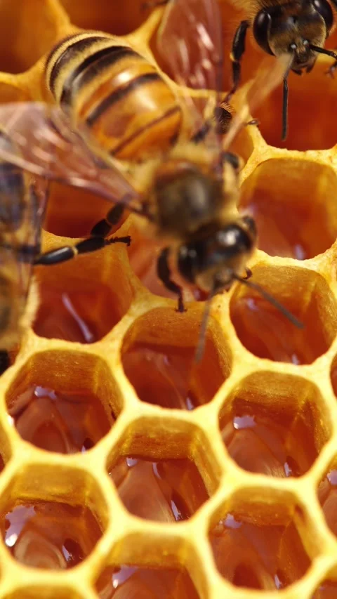Honey frames. Fresh honey. Beekeeping, Honey bees closeup Stock Footage 317663335