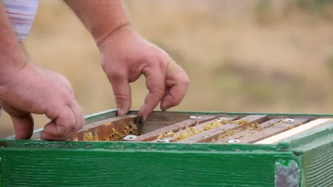 The Honey Frames in the Hive on the Apiary Stock Footage 134965832