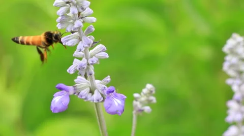 Honey Gathering Bee Stock Footage 49660971