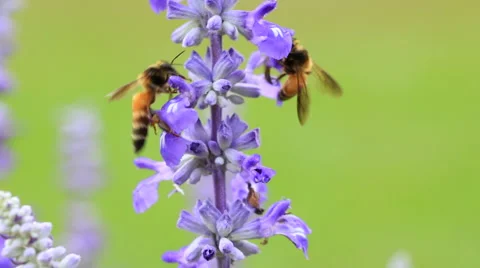 Honey Gathering Bees Stockbeeldmateriaal 50955238
