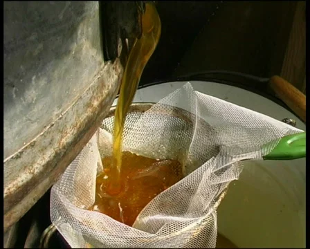 Honey gathering 스톡 동영상 573354