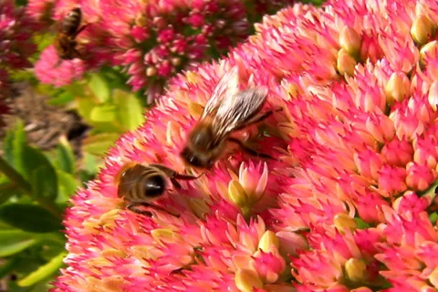 Honey gathering Stock Footage 1055742
