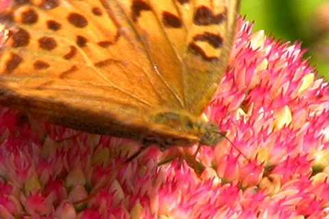 Honey gathering Stock Footage 1055939