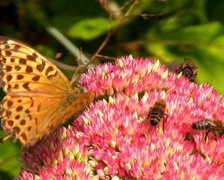 Honey gathering Stock Footage 1068229