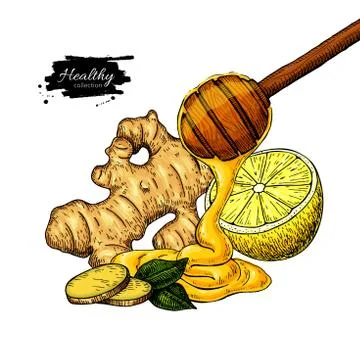 Honey, ginger and lemon vector drawing. Wooden spoon, honey drop, root and fruit Stock Illustration
