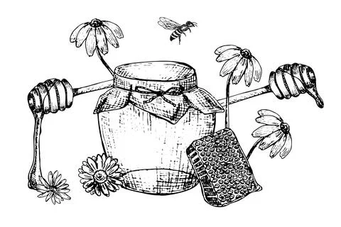 Honey hand drawn vector sketch. Wildflowers, chamomila flowers honey Stock Illustration