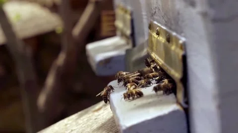 Honey harvest, Bee bread, nectar. Bees fly into the hive macro, slow motion Stock Footage 156488047