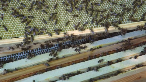 Honey harvesting. Close-up of beekeeping process. Gloved beekeeper removes frame Stock Footage 326354832