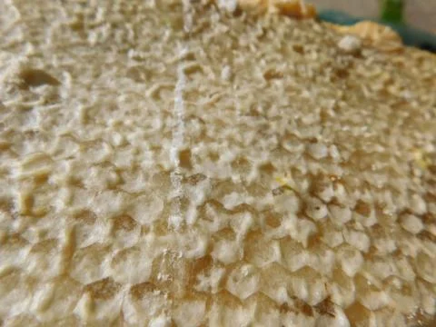 Honey from the hive Fotos Stock