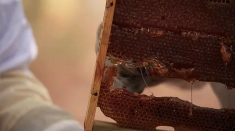 Honey, honeycomb, bee Stock Footage 49159237