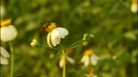 Honey hunter bees collecting nectar from wild flower. Stock Footage 50078227