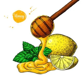 Honey with lemon and mint vector drawing. Wooden spoon, honey dr Stock Illustration