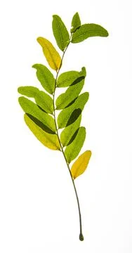 Honey locust leaf Stock-Fotos