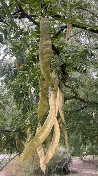 Honey Locust Tree Branch with Long Seed Pods Close Up Stock Photos