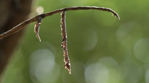 Honey making comb. Stock-Footage 55549632