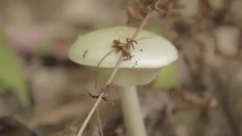 Honey Mushroom Stock Footage 140366620