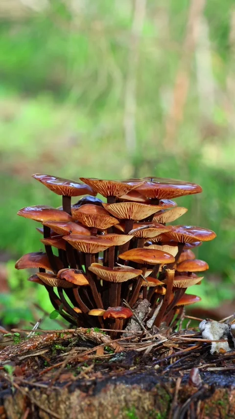 Honey Mushrooms Growing in Forest During Rain Vertical Video Stock Footage 338410331