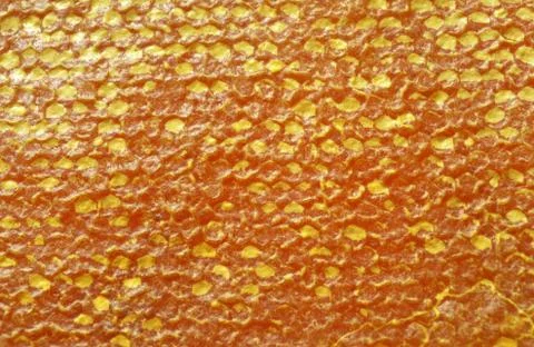 Honey Foto stock
