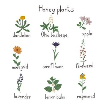 Honey plants set Stock Illustration