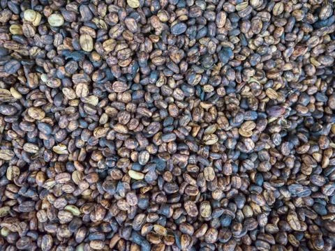 Honey process coffee beans Stock Photos