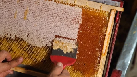 Honey is separated from the honeycomb frame 2 Stock Footage 294034882