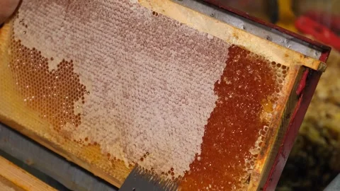 Honey is separated from the honeycomb frame Stock Footage 294039754