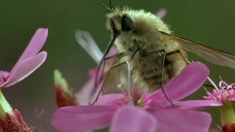 Honey sucking fly Stock Footage 205980991