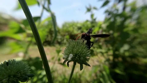 Honey-sucking Wasp type Video stock 139918145