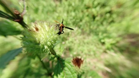 Honey-sucking Wasp type Video stock 139918151