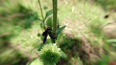 Honey-sucking Wasp type Video stock 139918239