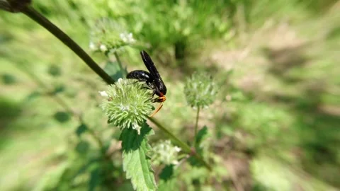 Honey-sucking Wasp type Video stock 139918311
