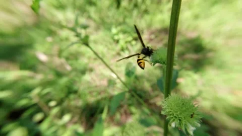 Honey-sucking Wasp type Video stock 139918316