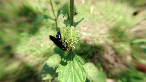 Honey-sucking Wasp type Video stock 139918352