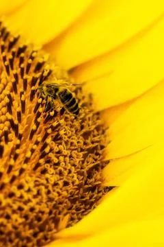 Honey theme and background Stock Photos