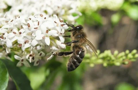 Honey Worker Bee Stock Photos