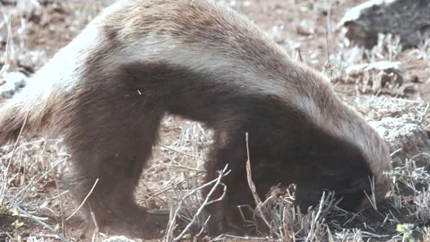 Honeybadger digging Stock Footage 296297741