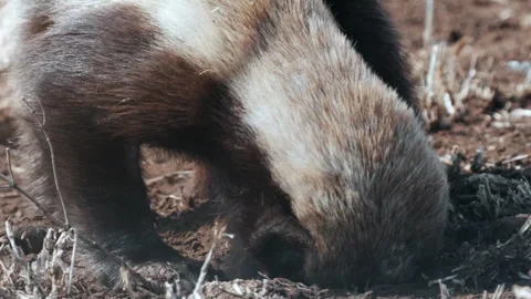 Honeybadger eats baboon spider Stock Footage 296297771