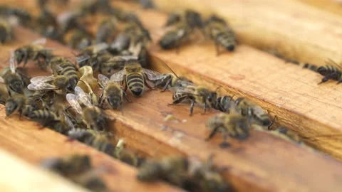Honeybee active life Stock Footage 148050589