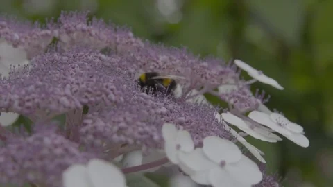 Honeybee and Bumblebee on a flower (Ungraded, 50fps) Stock Footage