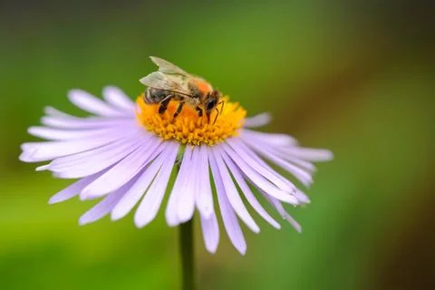 Honeybee on Aster Stock Photos