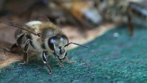 Honeybee in beehive Stock Footage 74898264