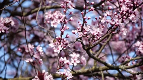 Honeybee on Blooming Cherry Tree – Springtime 4K Cinematic Nature Stock-Footage 320189636