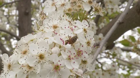 Honeybee On The Blossoms Of Stone Fruit In The Farm. Close-up Shot Stock Footage 333661242